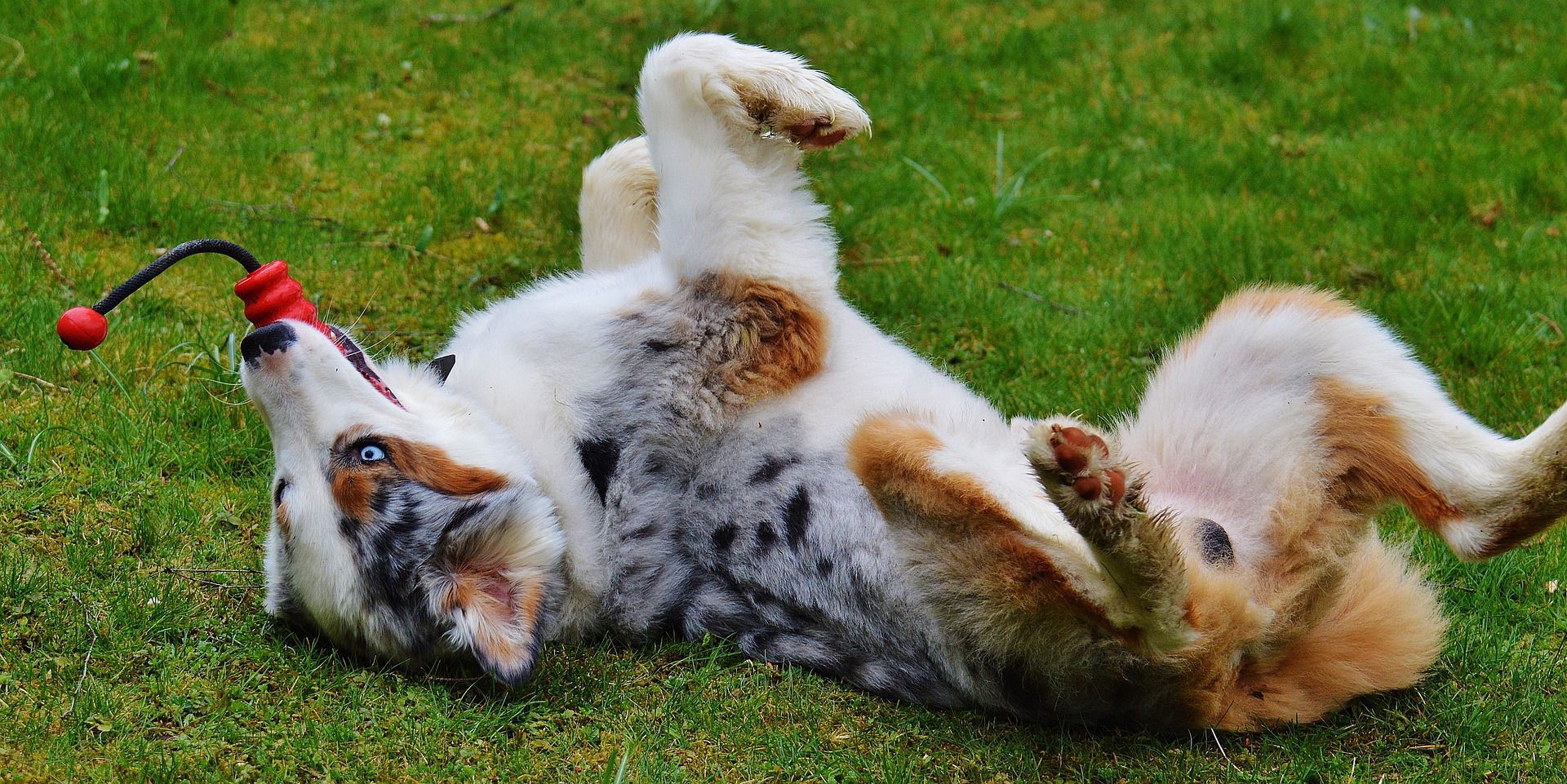 Clean your dog's toys and food and water dishes.